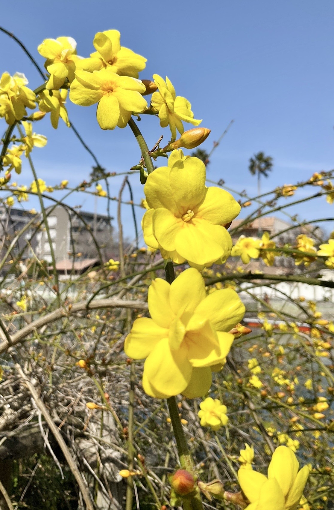八重咲の黄梅